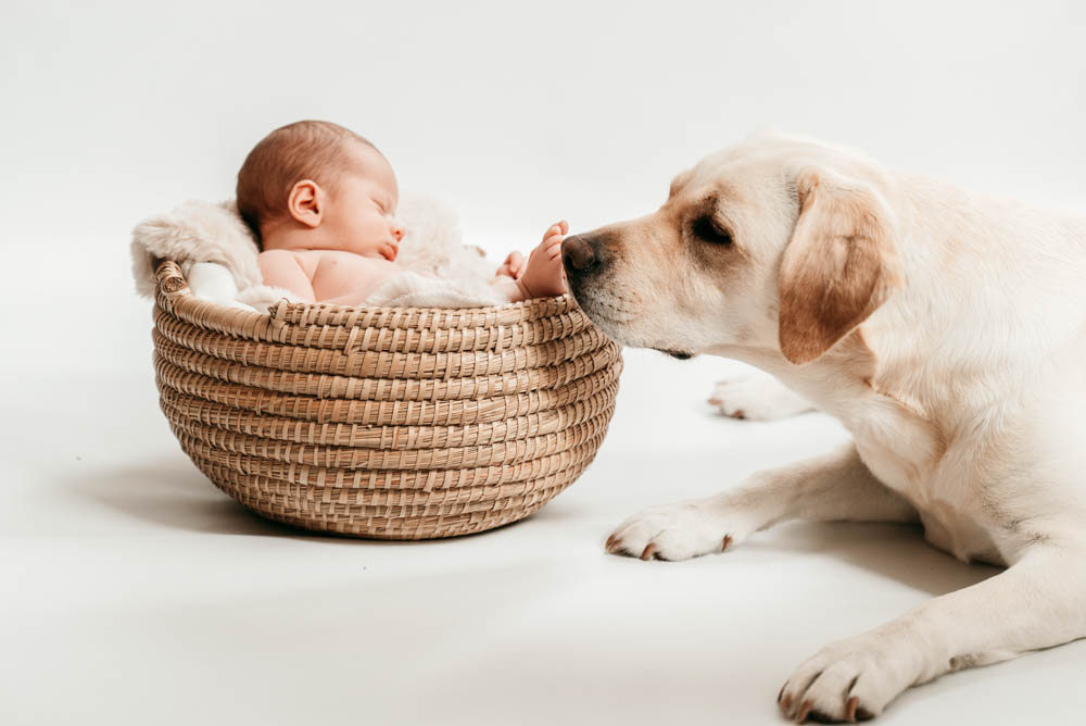 Neugeborenenfoto mit Hund
